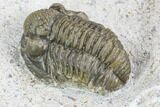 Ceratarges, Morocops & Gerastos Trilobite Plate #108697-6